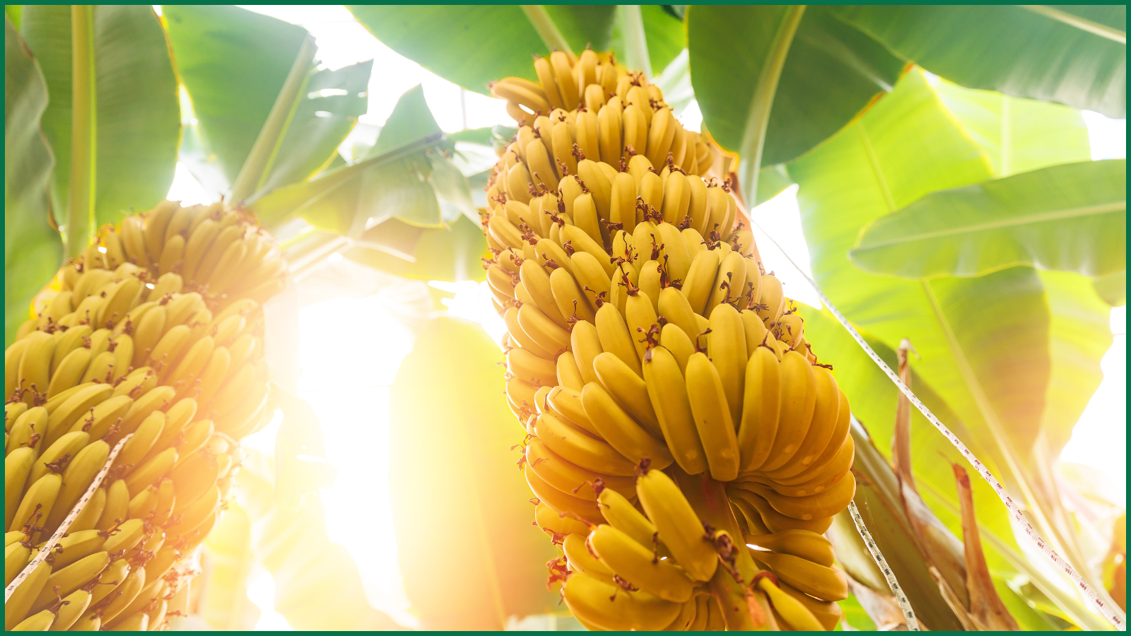 Banana Plantation